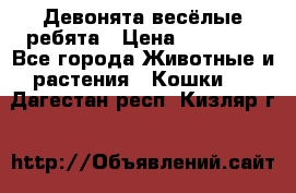 Девонята весёлые ребята › Цена ­ 25 000 - Все города Животные и растения » Кошки   . Дагестан респ.,Кизляр г.